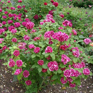 Червено-бял - Стари рози-Перпетуално хибридни рози